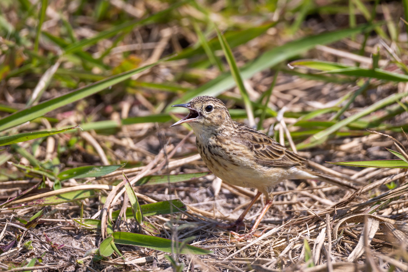 image Yellowish Pipit